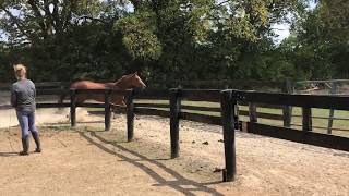 ADOPTED Tuaandtwentysix - Free-Jumping