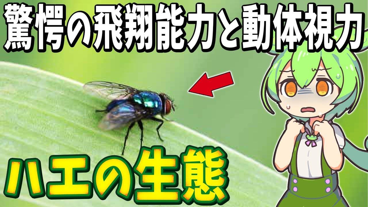 ハエの生態の謎!繁殖スピードがえぐ過ぎる!【ずんだもん解説】 - YouTube