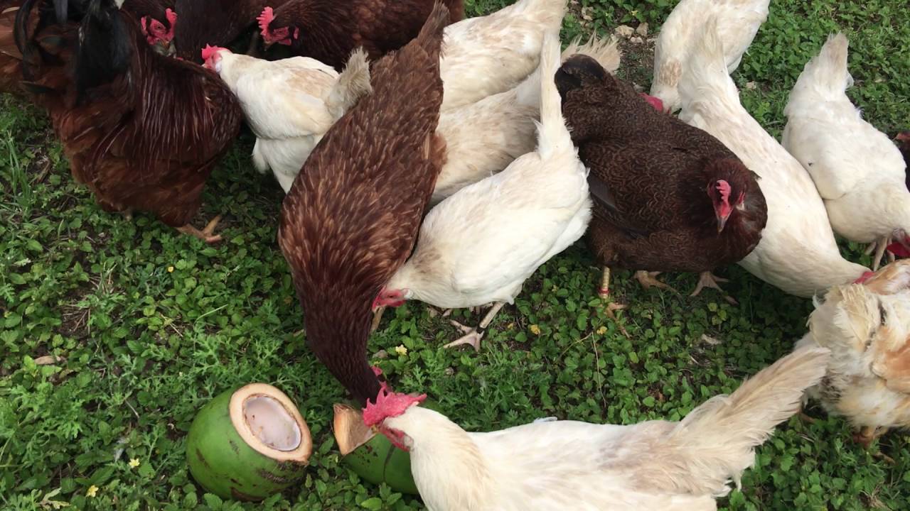 Coconuts for chicken feed? YouTube