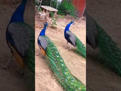 😱Mor ki Awaaz #youtubeshorts #video #viral #peacock ki Awaaz #viral #video # please 🔥🔥