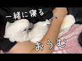 ママが横になると添い寝してくれるオウム