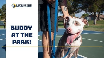 Teaching a reactive dog - Buddy