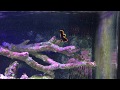 Juvenile Pinnatus Batfish 6/24/17