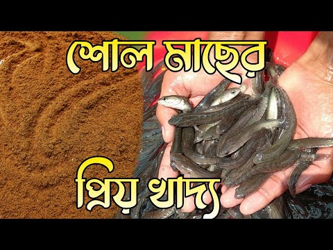 ভিডিও: মাছের শোল - এটা কি?