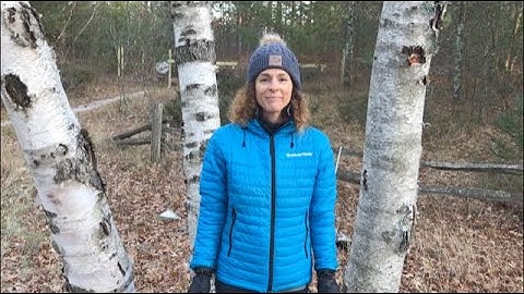 Paper and Yellow Birch Identification