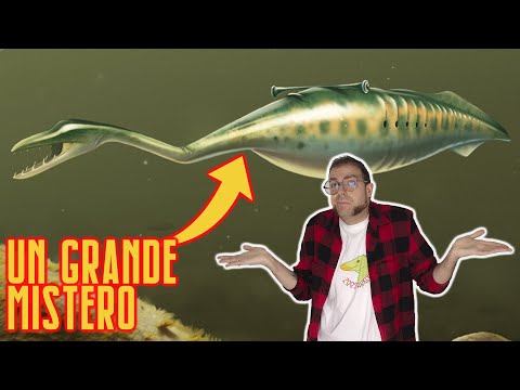 Video: Cono di mollusco gasteropode velenoso: tipi, descrizione, struttura