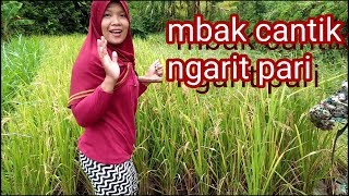 wanita cantik panen padi