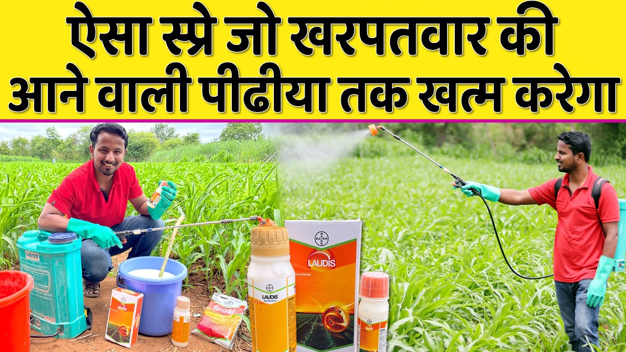 खरपतवार का 100 नियंत्रण BEST CORN HERBICIDE SPRAY LAUDIS USE