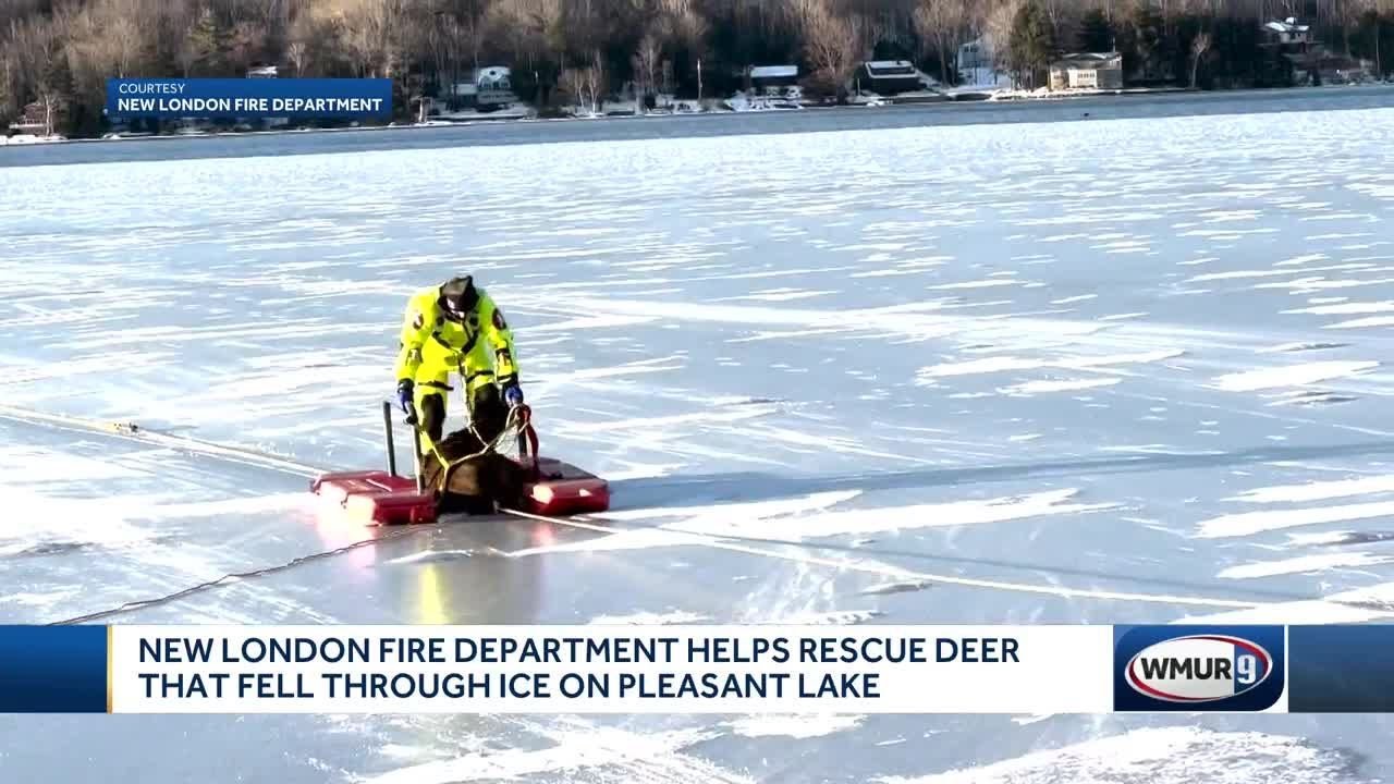 New London Fire Department helps rescue deer that fell through ice on Pleasant Lake