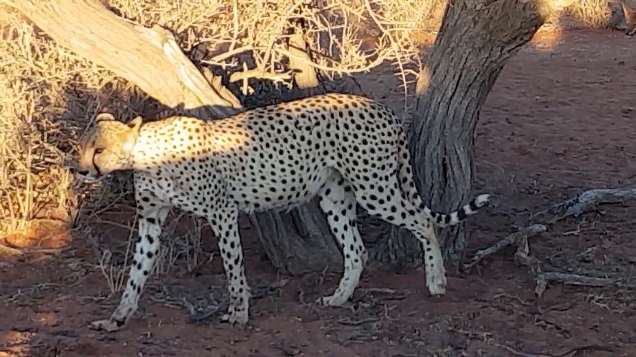 Jackal bites cheetah tail to get to her kill - YouTube