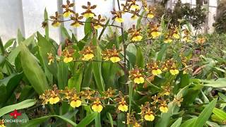 OrchidWeb - Wilsonara Tropic Breeze Everglades HCC/AOS