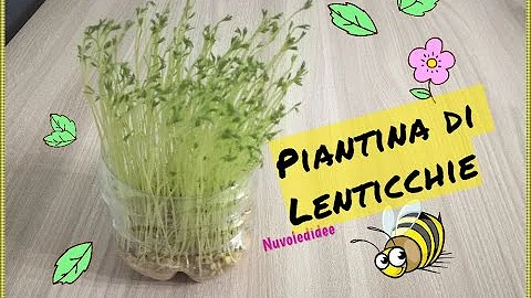 Come curare le piante di lenticchie?