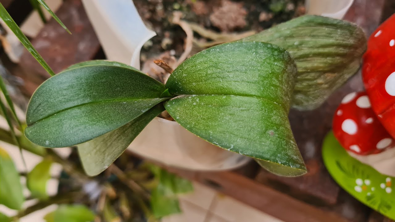 COMO ESTAVA RECUPERANDO, SEM SABER, MINHA ORQUÍDEA PHALAENÓPSIS COM ...
