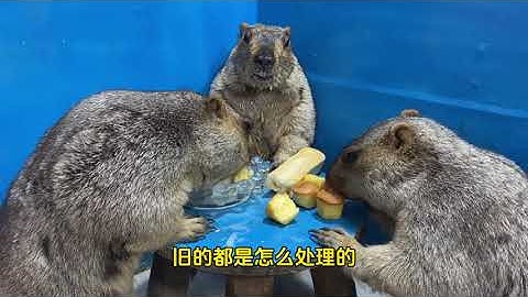 #土拨鼠 #萌宠 还是面包牛奶吃的香啊！
