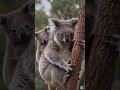 Top 3 Amazing Koala Facts You Didn’t Know 🐨 #didyouknow #facts #coldfacts #keyfacts #factfridays