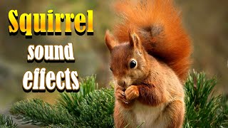 Squirrel sound effect | What sounds do Squirrels make