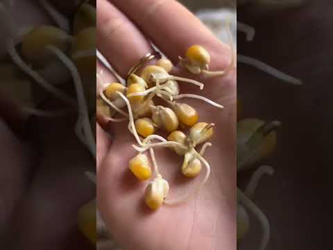 Video: Popcorn Plant Info: waar vind je popcornplanten om te groeien