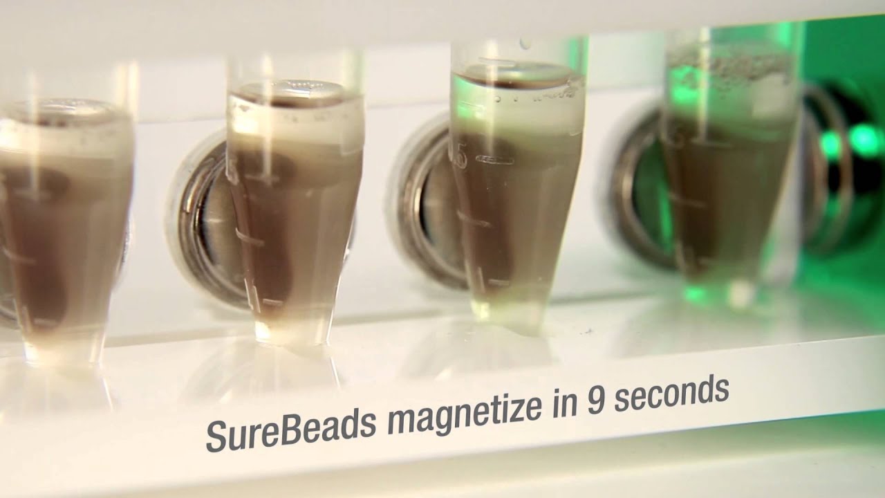 SureBeads™ Bead System for Immunoprecipitation YouTube