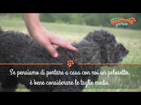Video: Razze Di Cani Di Taglia Media: Guida Sanitaria Completa