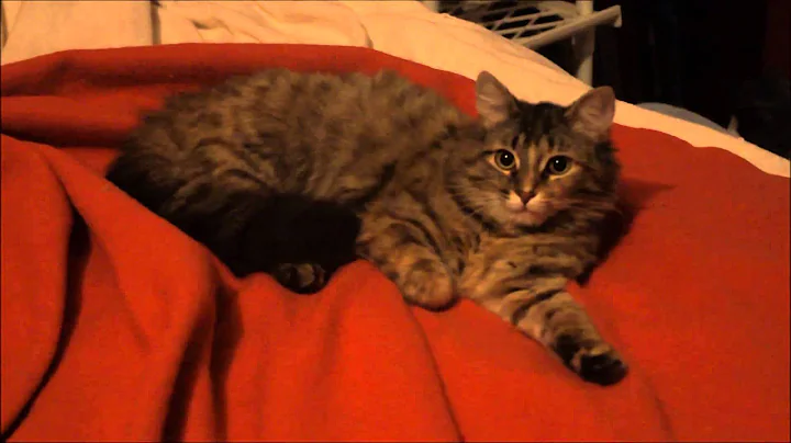 Hazel - Maine Coon mix