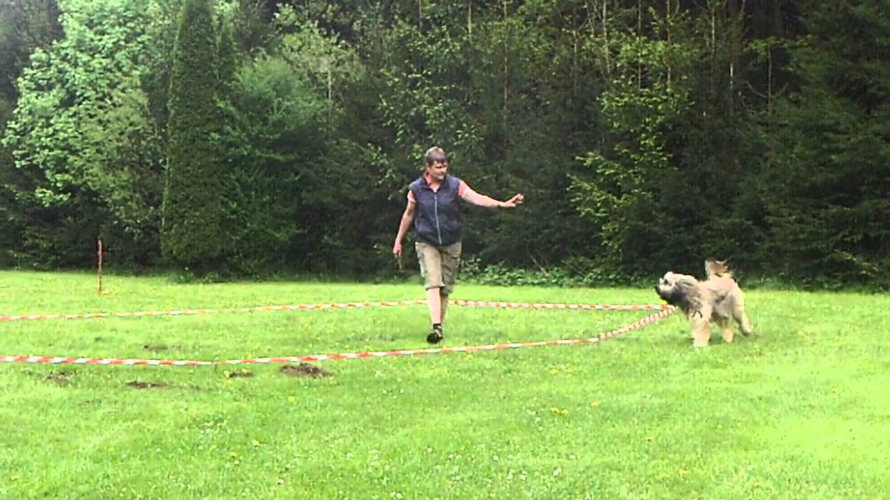 Cão da Serra de Aires / Portuguese Sheepdog / Португальская овчарка