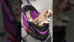 Yorkies Of Austin @ mighy dog walk