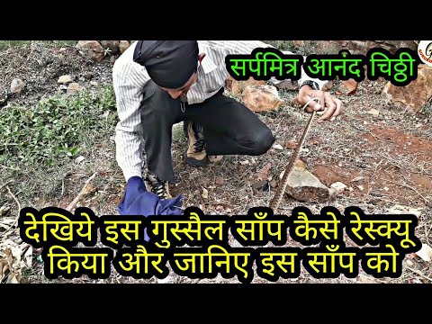 gurukulam film ढोरिया साँप.. CHECKERED KEELBACK