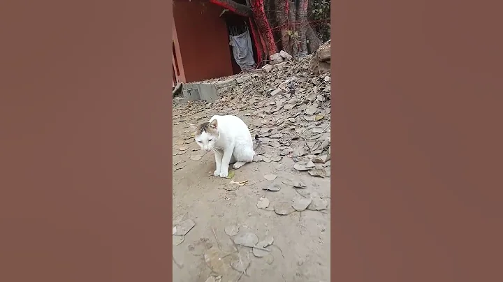 Watch the video about @Cat #viralvideo #cat #catlover #funnyanimals #shortsvideo #funny #shorts #hungry cat