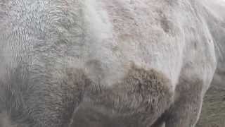 Horse Pregnant mare belly Velvet belly march 13 2015 #1