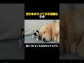 世の中のすべてが不思議な子犬