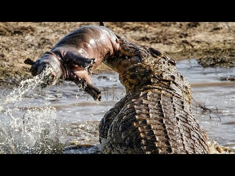 تمساح ضخم يلتهم صغير فرس النهر أمام أعين الأم الحياة البرية في عالم الحيوان