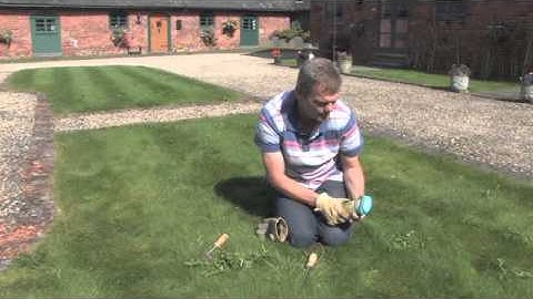How to Get Rid of Weeds in the Lawn | Video | Roundup Weedkiller