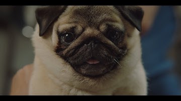 うるんだ目でこちらを見つめるパグ　シッポを振るゴールデンレトリバー　「マイ・ハート・パピー」特別予告