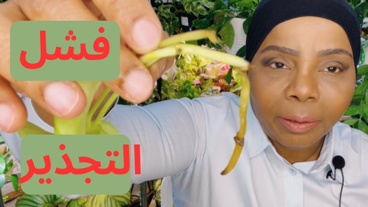 ماهو السبب الرئيسي لفشل التجذير في الماء ؟!