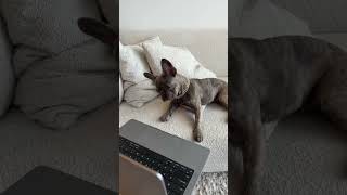 he’s too cute😭🥹 Storm the Frenchie #frenchie #dog #puppy #frenchbulldog