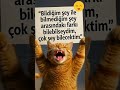Bilgeliğe Göz Kırpan Kedi 😼📜 #cat #kedivideosu #kitten #cutshorts #cute ...