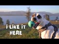 Our rescue dog and bengal cat explore their new home on the west coast  ep 13