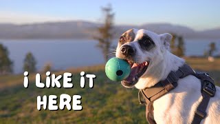Our rescue dog and Bengal cat explore their new home on the West Coast | Ep 13