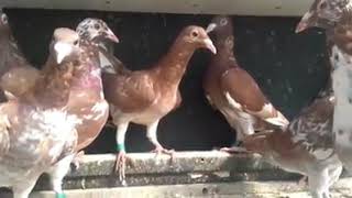 Choco Meulemans 2 From Holland In 2018