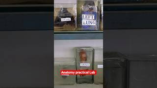 Anatomy Practical Lab🧑‍⚕️#bams #ayurveda #students #practical#ytshorts #shorts#shortsfeed#shortvideo