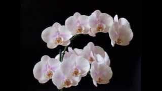 Rudi van Dalm - Waarom Huil Je Toch Nona Manis