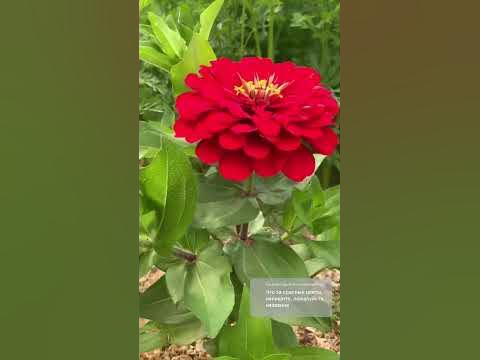 вопрос/ответ «Цинния самый лёгкий цветок в выращивании» #циннии # ...