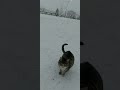 Мой кот в  горах снег Шахдаг