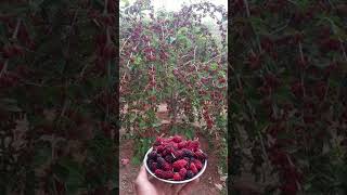 China ka tooth.#26 अक्तूबर 2025Start GrowingTag GeneratorGenerate tags for your YouTube videosShort