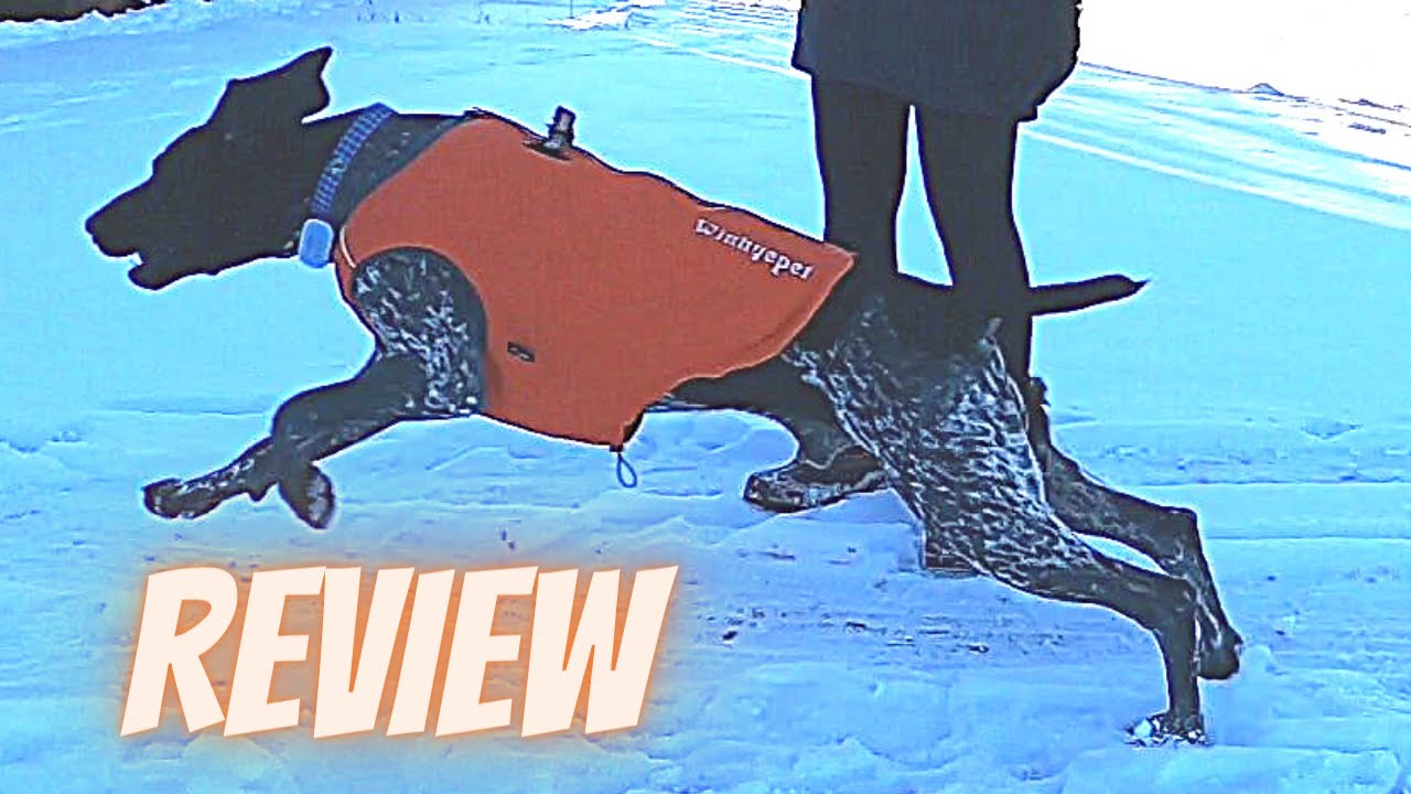 Dog Harness Winter Coat Combo Perfect for Cold Weather YouTube