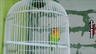 Download lagu Pecinta Lovebird Mania   Radar Burung