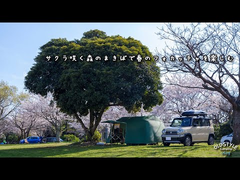 桜咲く森のまきばで春のフォカッチャを楽しむソロキャンプ