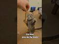 Silvervine Stick Better Than Catnip 😳 Watch this cat's reaction!