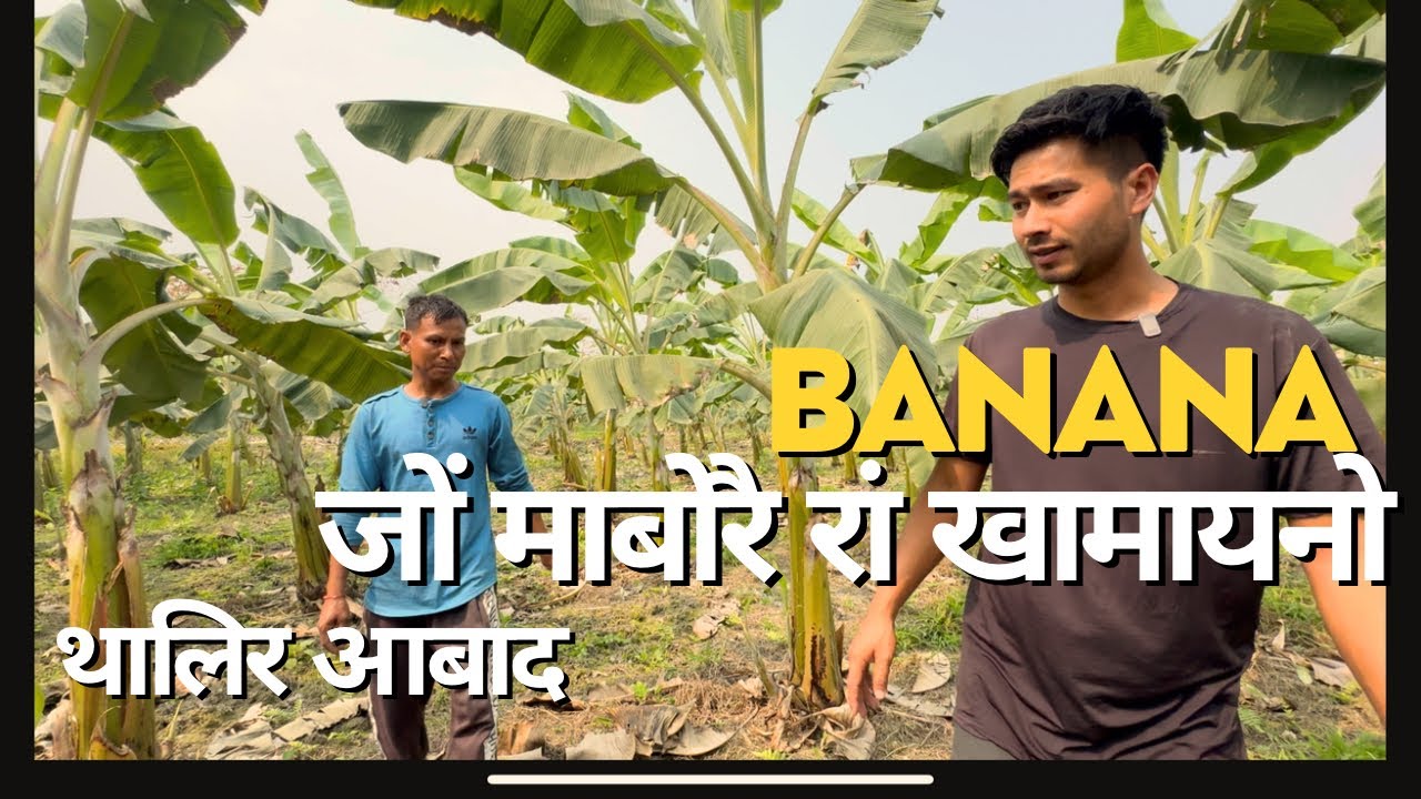 BANANA FARMING/ Rajakhungur/Bodo Farming