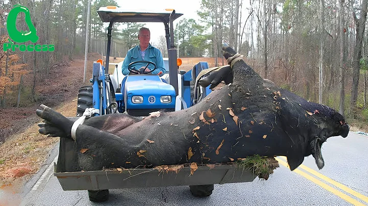 How Texas Farmers Deal With Millions of Wild Boars Attacking Their Corn Fields